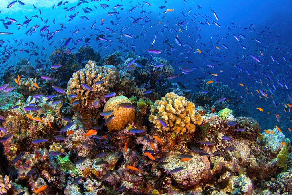 Reefscape with hard corals and tropical fish at the Great Barrier Reef