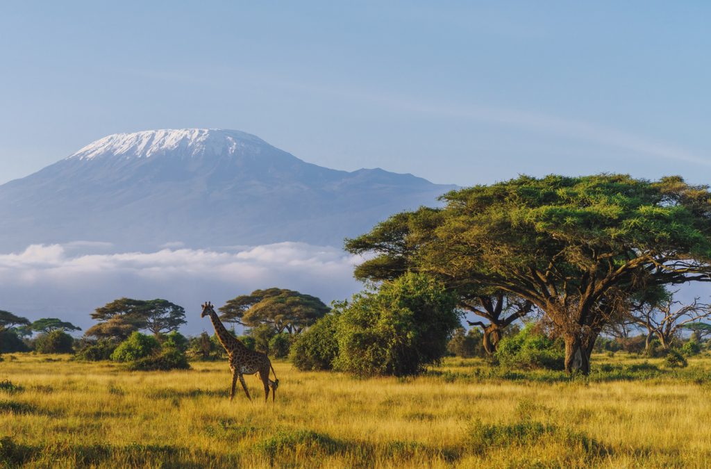 Masai giraffe in front of Kilimanjaro mountain in Amboseli National Park, Kenya - Viking travel